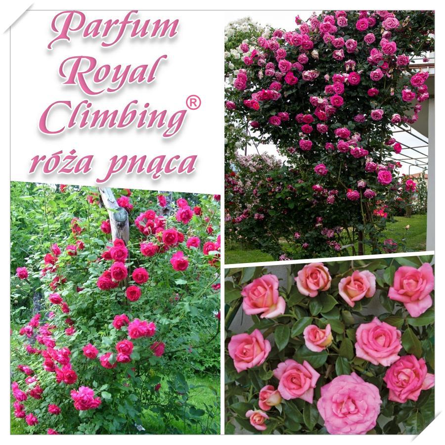 PARFUM ROYAL CLIMBING róże pnące